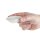 Olympia Whiteware Sojasaucenschälchen 7cm (12 Stück)